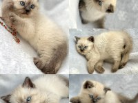 Blue Point Erkek Yavru Kedimiz