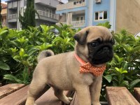 Denizli pug yavrular A kalite ırk ve sağlık garantili
