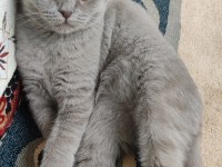 3 aylık eğitimli scottish fold