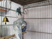 Jumbo muhabbet ve yerli muhabbet kuşlarım varıdır