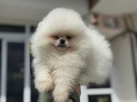 Pemıde köpek çiftliğinden teddy pomeranian 