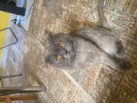 Oyun sever dost canlısı british shorthair için yuva arıyoruz