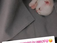 Yeni scottish fold yavrularımıza sevgi dolu bir yuva