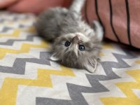 British Longhair 3 Aylık