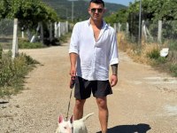 Damızlık Bull Terrier Köpekler