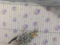Dişi sultan papağanı 1 yaşında