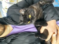 Black british shorthair