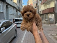 Orjinal Maltipo Yavrumuz 