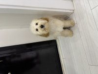 MİNİK KALPLERİN SAHİBİ OLMAYA HAZIR POODLE