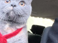 9 aylık dişi british shorthair