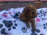 Oyuncu toy poodle yavrular