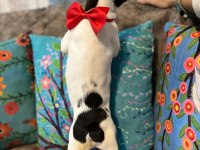 SAFKAN YAKIŞIKLI FRENCH BULLDOG