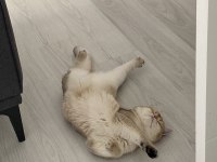 British shorthair golden 2 yaşında