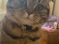 Bir Yaşına Yeni Girmiş Scottish Fold Kızımıza Eş Arıyoruz