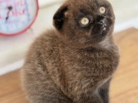 Scottish fold ev ortamından