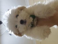 A kalite maltipoo yavrular
