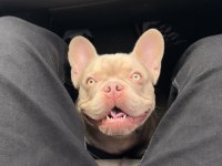 Şecereli İsabella Renk French Bulldog
