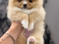 Party colour dişi pomeranian