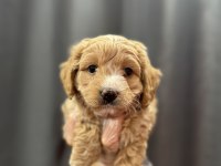 Mini boy maltipoo bebekler