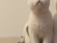 Ücretsiz British Shorthair Chocolatte Van