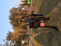 cane corso 10 aylık