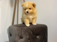 41 günlük pomeranian yavrularımız anne baba orjinal