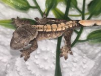 Kaliteli crested gecko yavruları