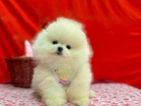 PATİLİvosvos pamuk şekerleri pomeranian köpekler