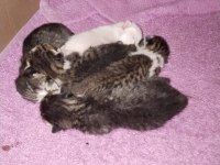 4 yavru tekir ücretsiz sahiplendirilecektir