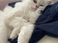 1 YAŞINDAKİ KEDİMİZE ACİL ERKEK EŞ ARAMAKTAYIZ