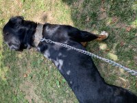 2 yaşında rottweiler erkek