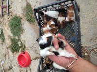 Safkandırlar guinea pig