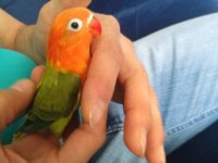 Yavru cennet papağanı green opalin