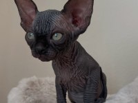 Black Sphynx Yavruları Ozyfelines