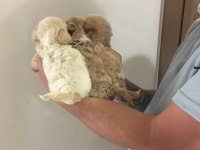 Mükemmel Kalitede Maltipoo Yavrularımız