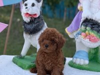 Wc Eğitimli Orjinal Ev Üretimi Toy Poodle Yavrumuz