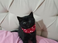 Siyah yeşilgözlü erkek 3 aylık Adana bombay