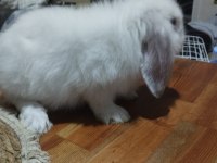 Lop tavşanı fırsat