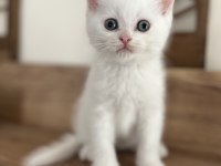 Orjinal ırkta, nadir bulunan bir cins british shorthair