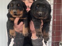 Üst Kalite Orjinal Rottweiler Yavruları