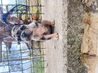 HER RENK FRENCH BULLDOG MEVCUTTUR