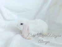 Cüce lop / miniatur lop cüce tavşan çiftliği alanya
