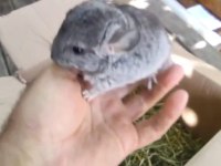 Mükemmel yavru sevimli çincinla