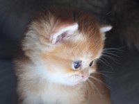 British shorthair kedisi