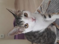 KEDİ MİLA
