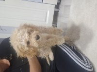 sahibinden toy poodle