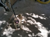 Pug Mops Paşa