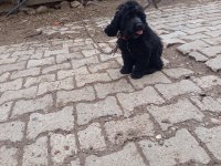 Toy poodle köpeği siyah
