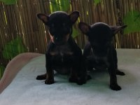 50 Günlük Aşılı 2 Dişi Köpeğimiz
