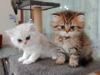 Dişi british longhair